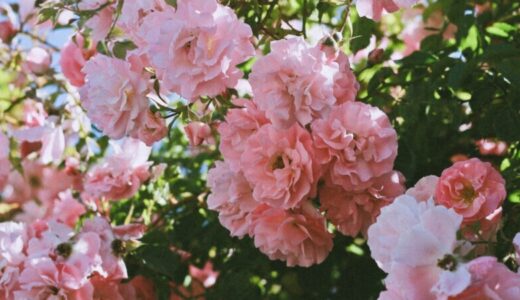 カルチャーパーク（秦野市中央運動公園）のバラ園の開花時期・見頃